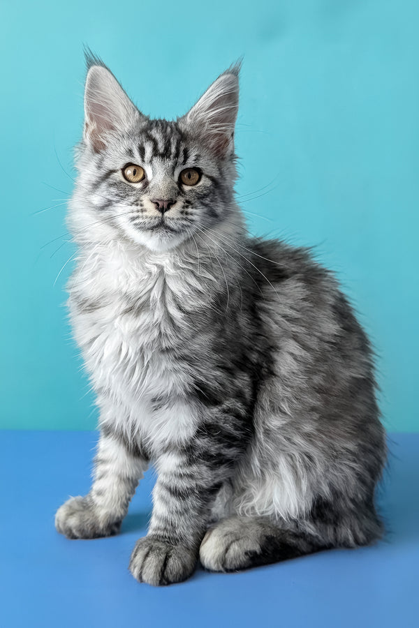 Bingo | Maine Coon Kitten