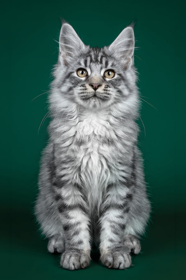 Bingo | Maine Coon Kitten