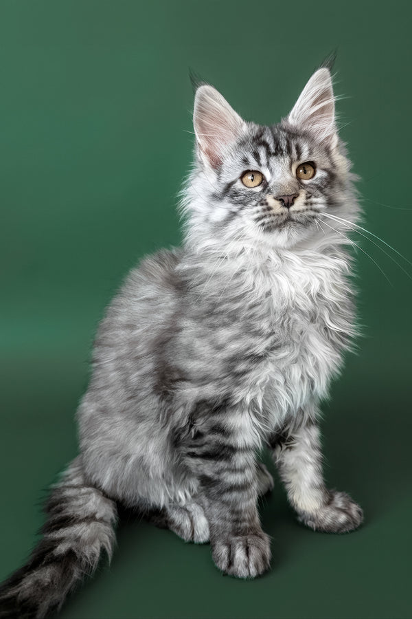 Bingo | Maine Coon Kitten