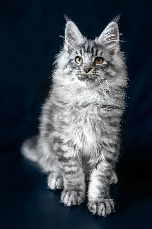 Bingo | Maine Coon Kitten