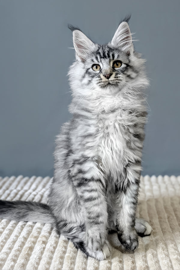 Bingo | Maine Coon Kitten