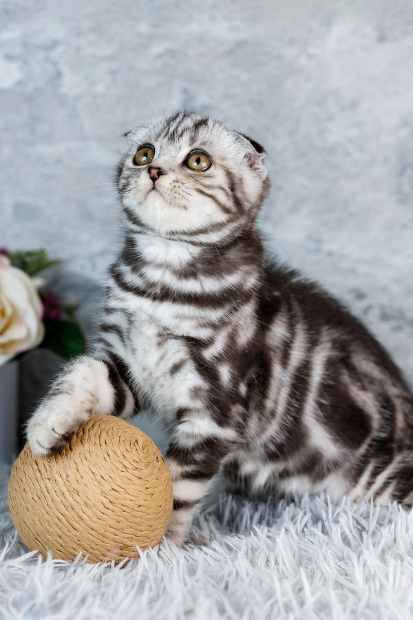 Bingo | Scottish Fold Kitten