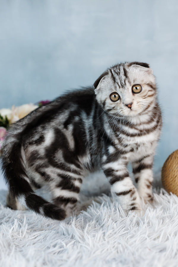 Bingo | Scottish Fold Kitten