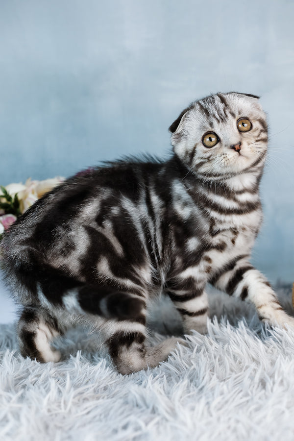 Bingo | Scottish Fold Kitten
