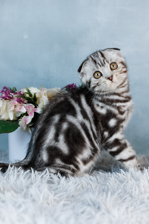 Bingo | Scottish Fold Kitten