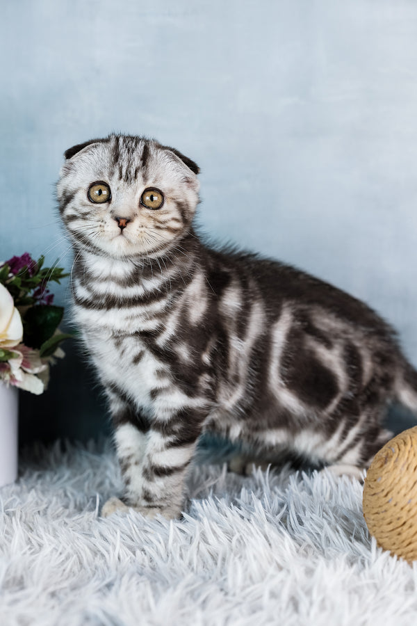 Bingo | Scottish Fold Kitten