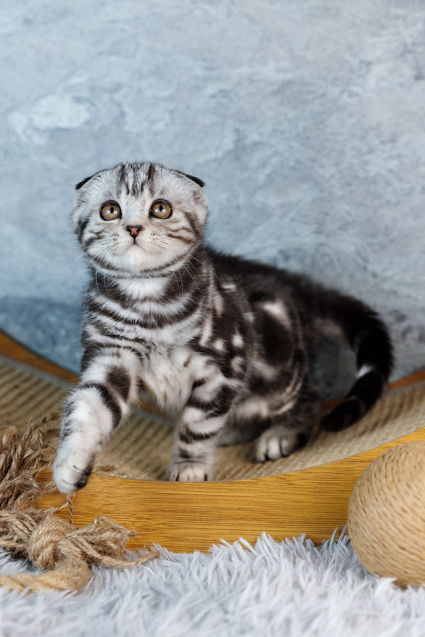 Bingo | Scottish Fold Kitten