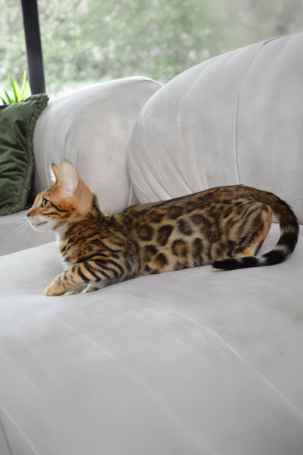 Bingo | Bengal Kitten