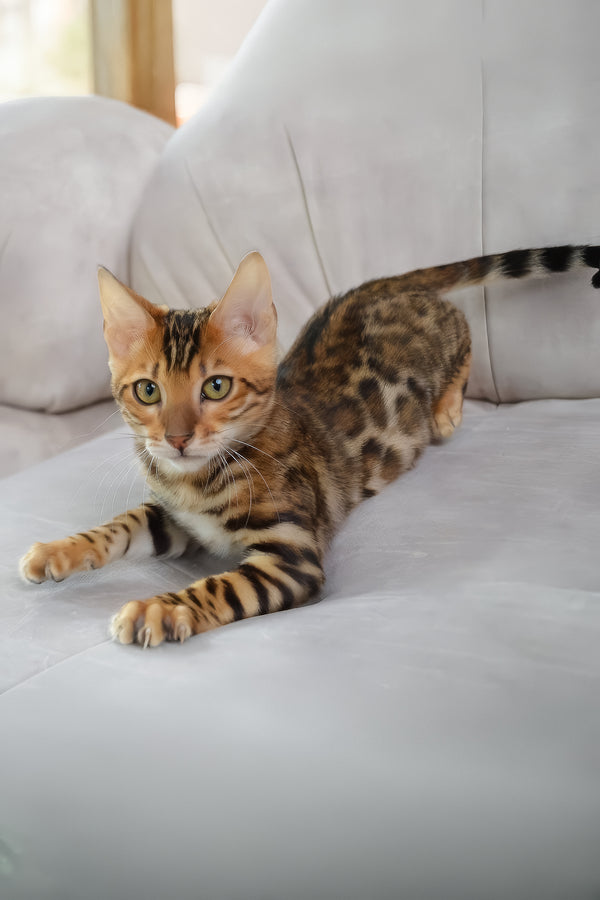 Bingo | Bengal Kitten