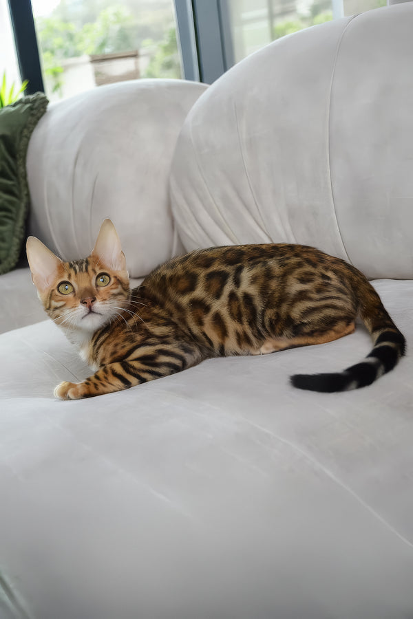 Bingo | Bengal Kitten