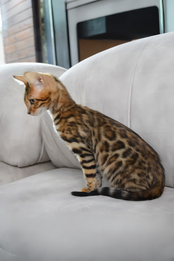 Bingo | Bengal Kitten