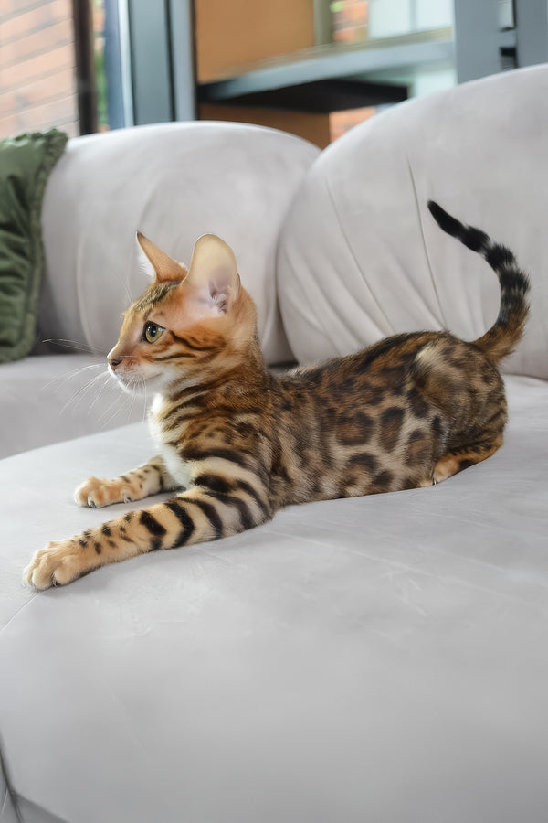 Bingo | Bengal Kitten