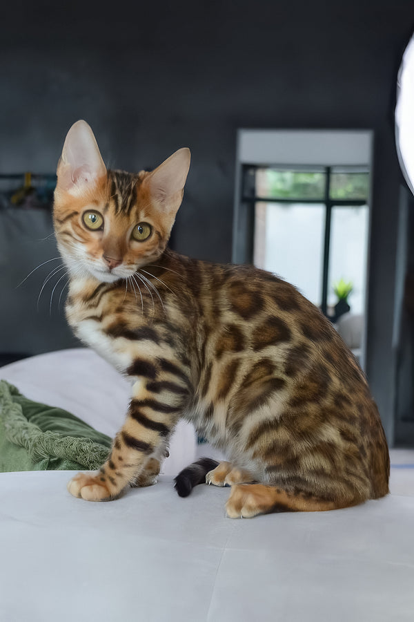 Bingo | Bengal Kitten