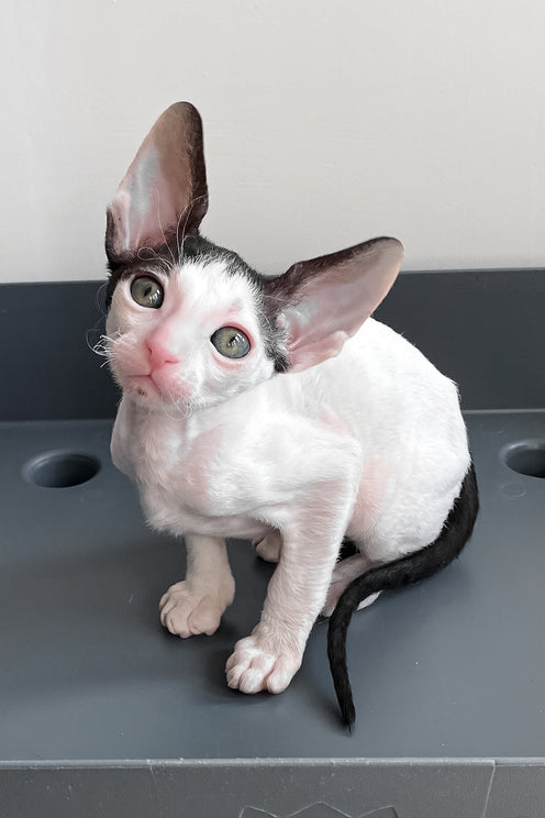 Bingo | Cornish Rex Kitten