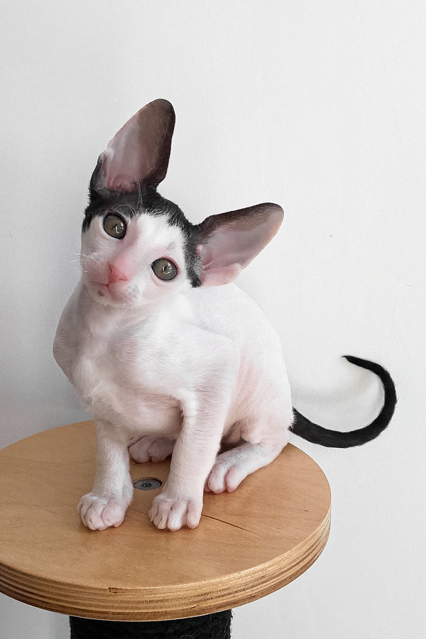 Bingo | Cornish Rex Kitten