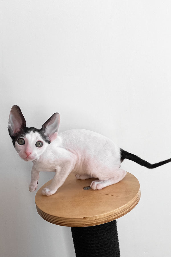 Bingo | Cornish Rex Kitten