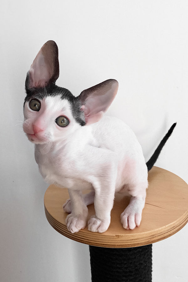 Bingo | Cornish Rex Kitten