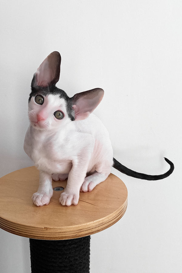 Bingo | Cornish Rex Kitten