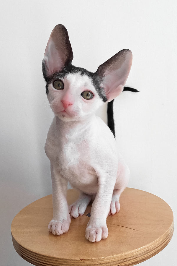 Bingo | Cornish Rex Kitten