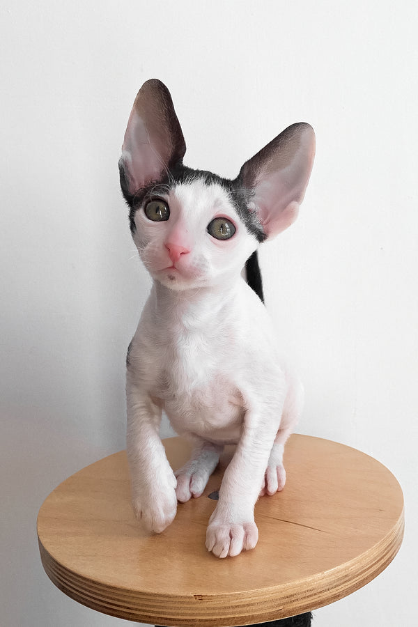 Bingo | Cornish Rex Kitten