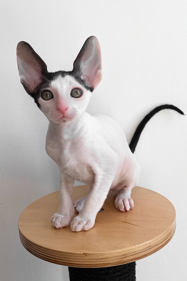 Bingo | Cornish Rex Kitten