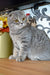 Birka | Scottish Fold Kitten