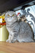 Birka | Scottish Fold Kitten