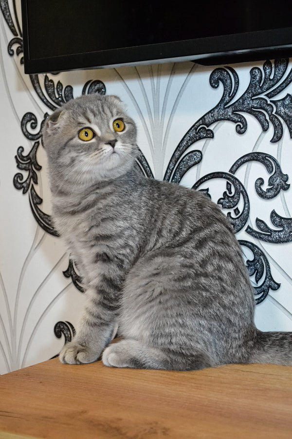 Birka | Scottish Fold Kitten