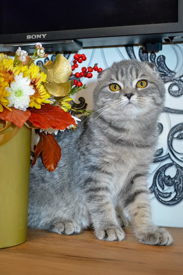 Birka | Scottish Fold Kitten