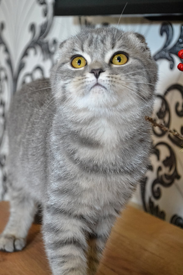 Birka | Scottish Fold Kitten