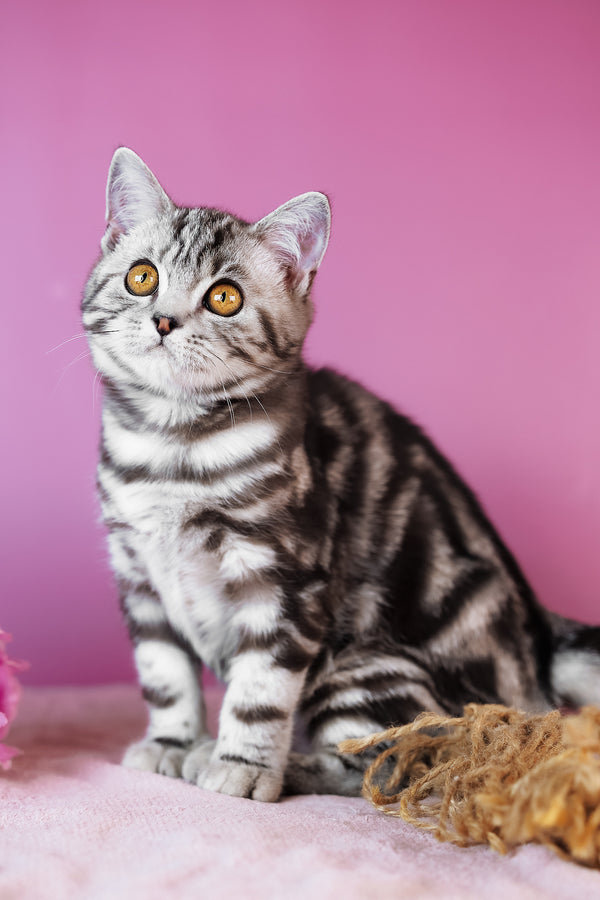 Blake | Scottish Straight Kitten