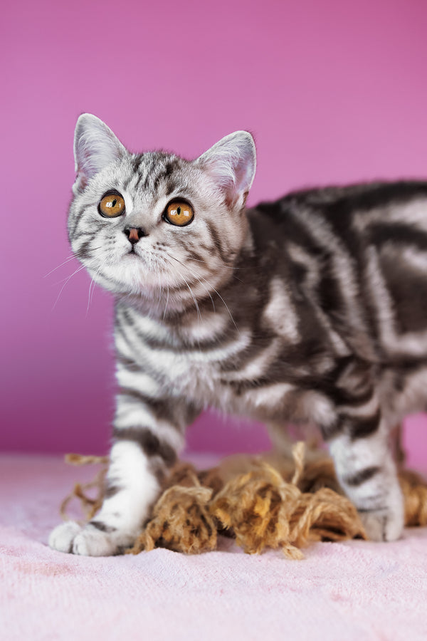 Blake | Scottish Straight Kitten