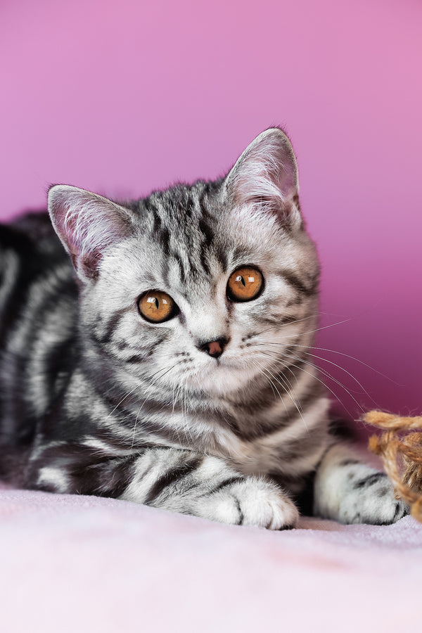 Blake | Scottish Straight Kitten