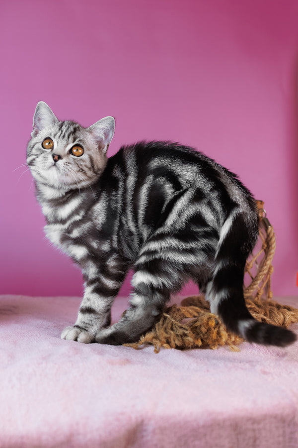 Blake | Scottish Straight Kitten