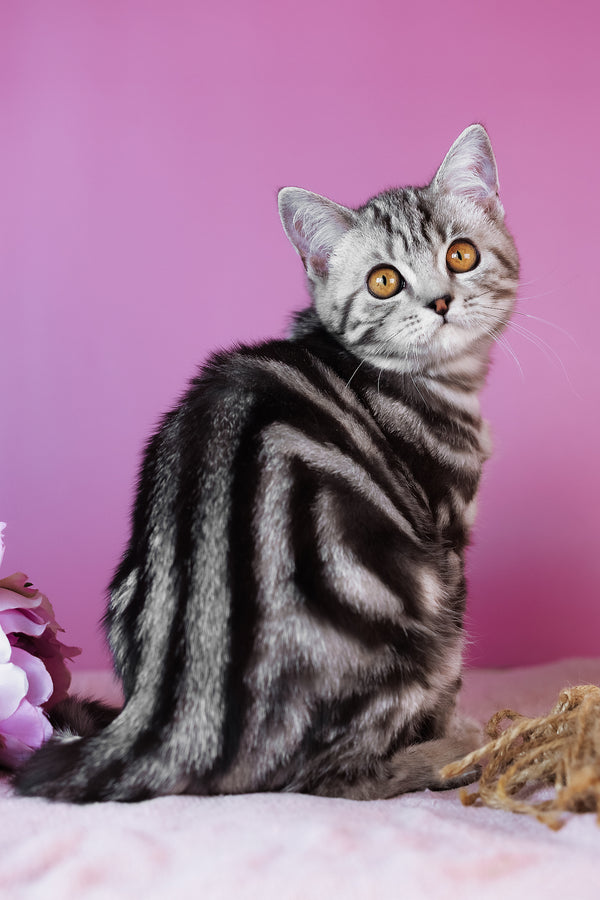 Blake | Scottish Straight Kitten