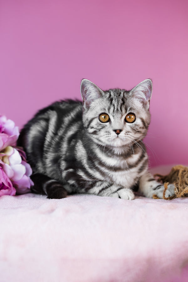 Blake | Scottish Straight Kitten