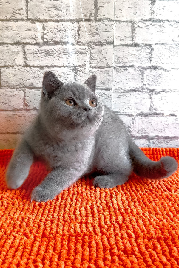 Bear | British Shorthair Kitten