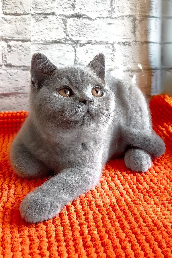 Bear | British Shorthair Kitten