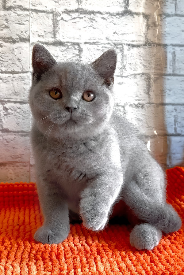 Bear | British Shorthair Kitten