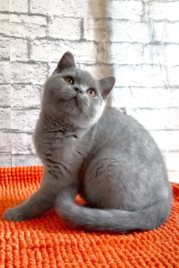 Bear | British Shorthair Kitten
