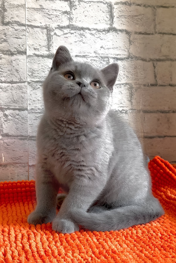 Bear | British Shorthair Kitten