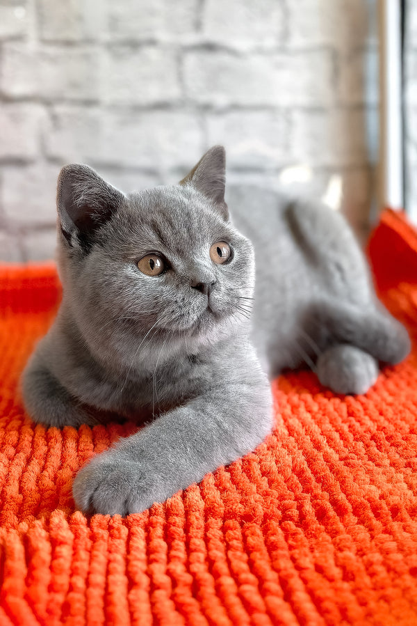 Bear | British Shorthair Kitten