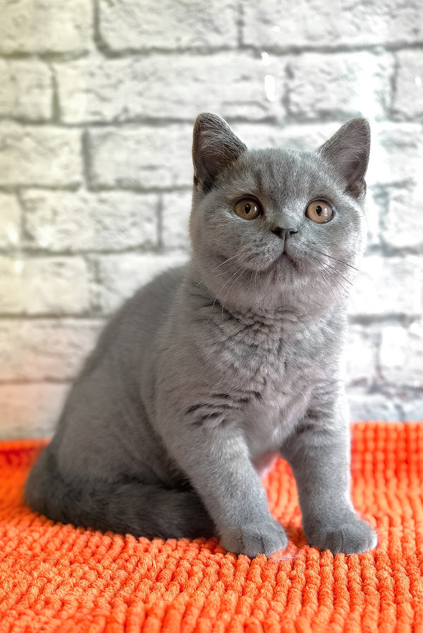 Bear | British Shorthair Kitten
