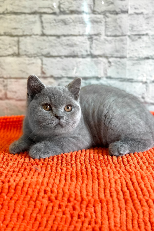 Bear | British Shorthair Kitten