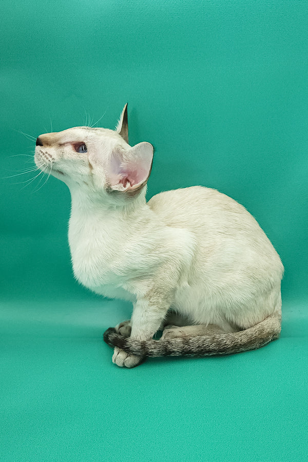 Bluemoon | Oriental Shorthair Kitten