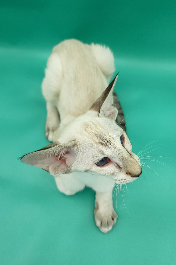 Bluemoon | Oriental Shorthair Kitten