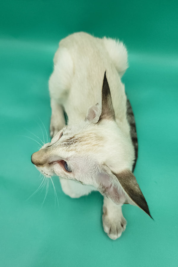 Bluemoon | Oriental Shorthair Kitten
