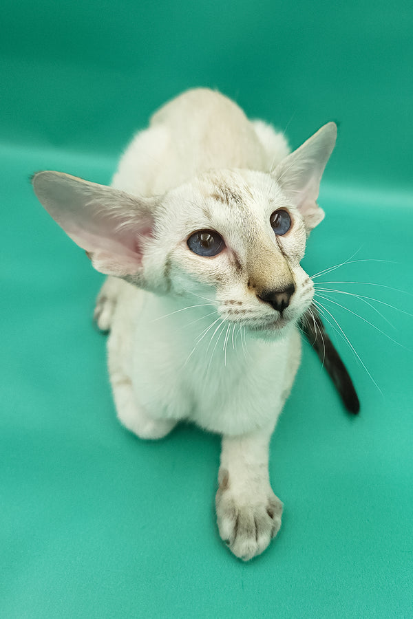 Bluemoon | Oriental Shorthair Kitten