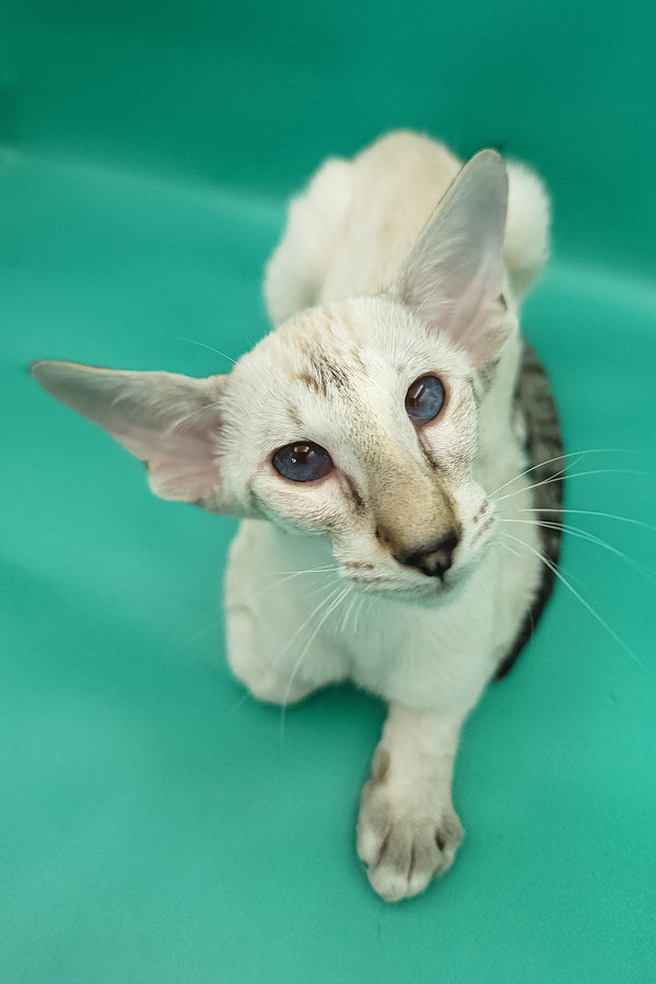 Bluemoon | Oriental Shorthair Kitten