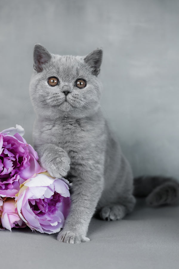 Bluebell | British Shorthair Kitten